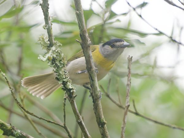 Groenrugbekarde (Pachyramphus viridis)